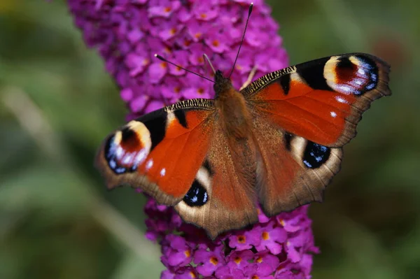 Метелик Павич Buddleja Davidii Butterfly Busy — стокове фото