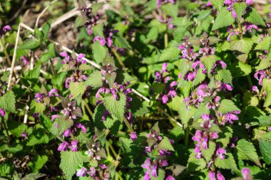 Pembe yaban çiçeği lamiumu.