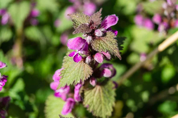 Pembe yaban çiçeği lamiumu.