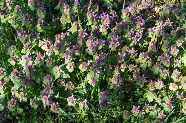 Rózsaszín Wildflower Lamium — Stock Fotó