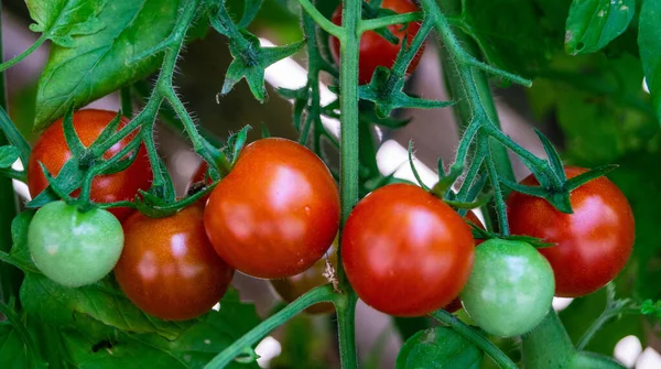 红圆番茄 番茄红花 番茄红花 做沙拉 — 图库照片