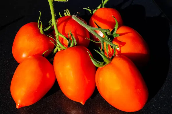 赤丸トマト Solanumサラダ用のリコプソリウム — ストック写真