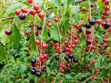 Olgun kirazlı erik serotina.