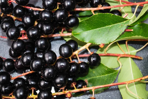 Red Ripe Cherry Prunus Serotina — Stock Photo, Image