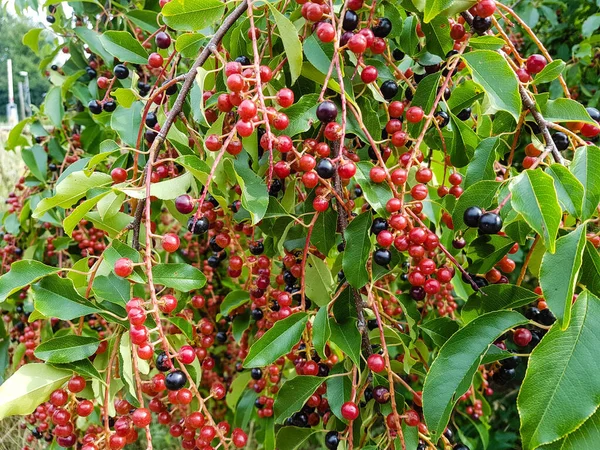 Κόκκινο Ώριμο Κεράσι Prunus Serotina — Φωτογραφία Αρχείου