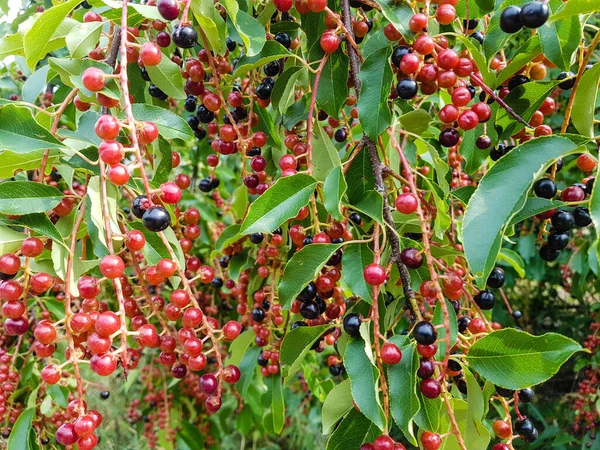 Κόκκινο Ώριμο Κεράσι Prunus Serotina — Φωτογραφία Αρχείου