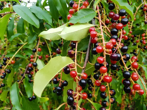 Κόκκινο Ώριμο Κεράσι Prunus Serotina — Φωτογραφία Αρχείου