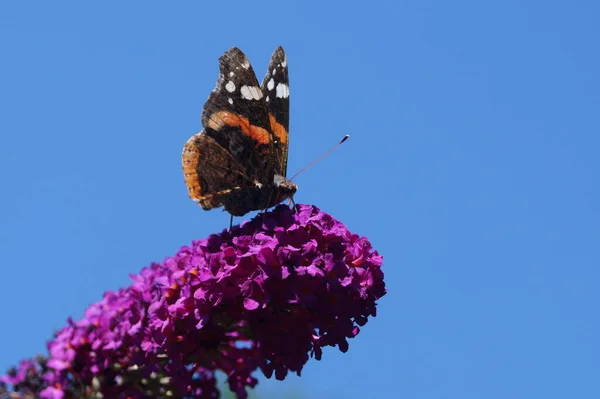Метелик Ванесса Атанта — стокове фото