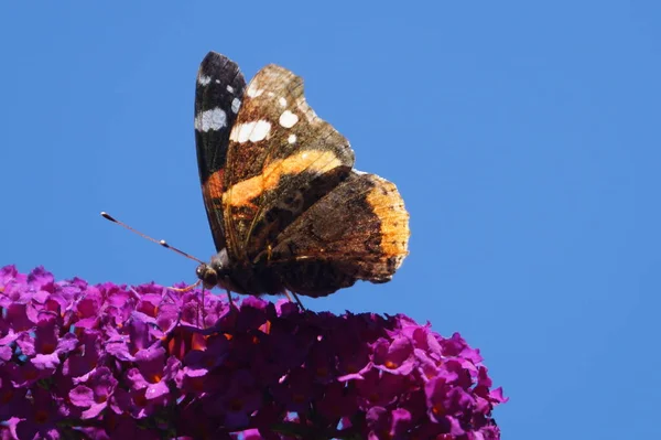 Mariposa Vanessa Atalanta —  Fotos de Stock