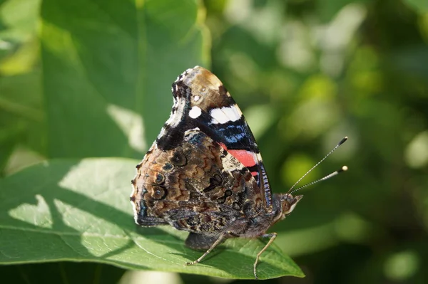 Papillon Vanessa Atalanta — Photo