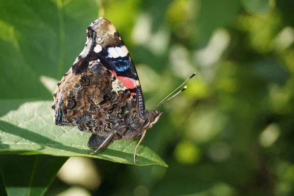 Papillon Vanessa Atalanta — Photo