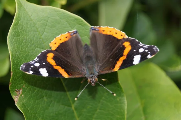 Papillon Vanessa Atalanta — Photo