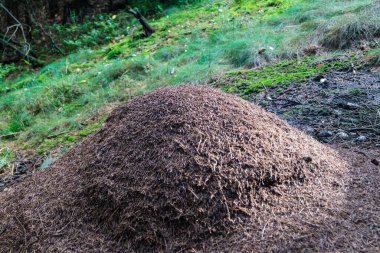 Kızıl orman karıncalarının karınca yuvası.