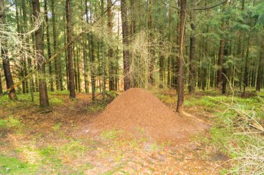 Kızıl orman karıncalarının karınca yuvası.