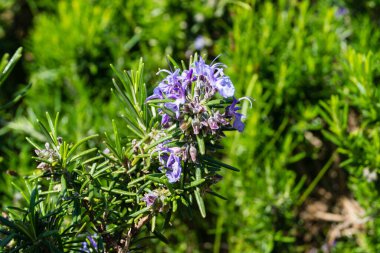 Dubrovnik tepelerinde aromatik biberiye çiçeği