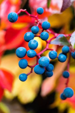 tırmanma bitkisi yabani şarap - patenocissus quinquefolia 