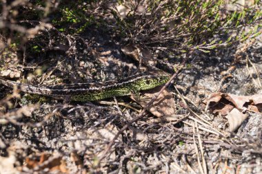 Kertenkele Lacerta doğada çeviktir. Fischbeker Heide Hamburg 'da saklıdır.