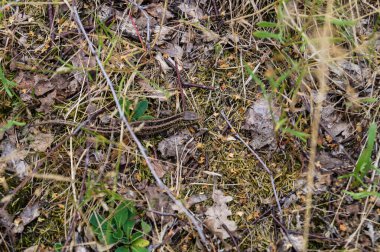 Kertenkele Lacerta doğada çeviktir. Fischbeker Heide Hamburg 'da saklıdır.