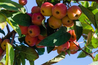 Hamburg 'un yanındaki eski ülkede küçük kırmızı bir elma.