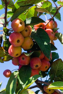 Hamburg 'un yanındaki eski ülkede küçük kırmızı bir elma.