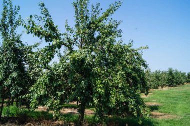 Erik - Hamburg 'un yanındaki prunus domestica