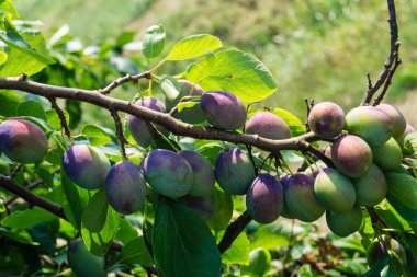 Erik - Hamburg 'un yanındaki prunus domestica