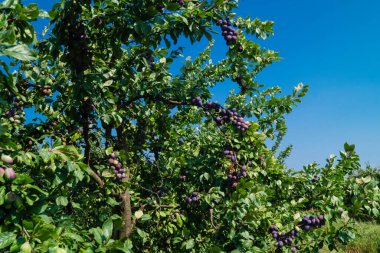 Erik - Hamburg 'un yanındaki prunus domestica