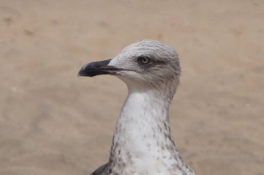 Bir martı martısı.