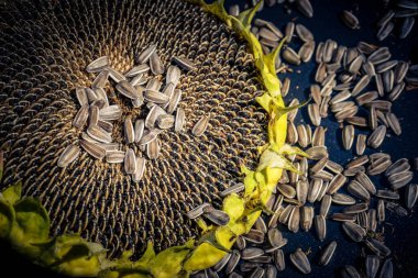 Ayçiçeği ve tohum