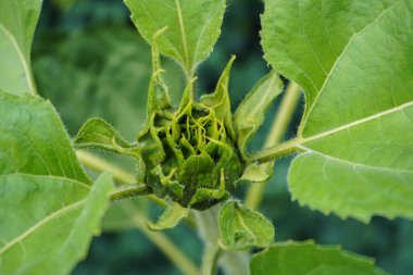 Ayçiçeği ve tohum