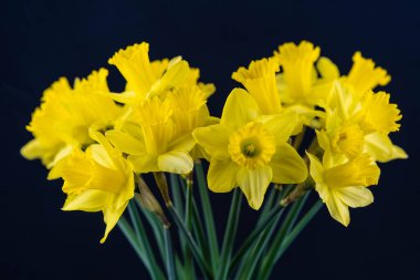 Sarı nergisler Paskalya zamanı