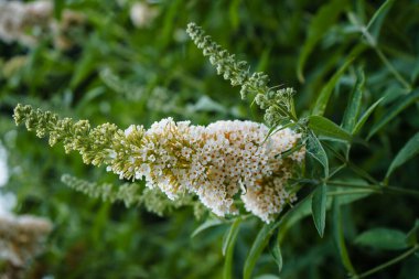 Buddleja Daviddi Kelebek Çalısı