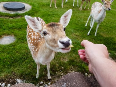Blavand 'da, vahşi ama güvenilir geyikler beslenmek için tatil evlerine gelirler.