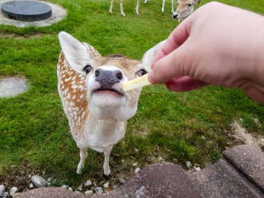 Blavand 'da, vahşi ama güvenilir geyikler beslenmek için tatil evlerine gelirler.