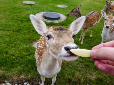 Blavand 'da, vahşi ama güvenilir geyikler beslenmek için tatil evlerine gelirler.