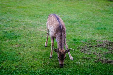 Blavand 'da, vahşi ama güvenilir geyikler beslenmek için tatil evlerine gelirler.