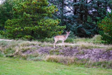 Blavand 'da, vahşi ama güvenilir geyikler beslenmek için tatil evlerine gelirler.