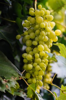 Asma yaprağı ve üzüm.