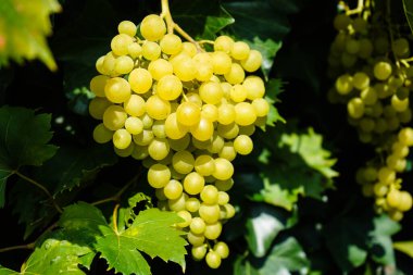 Asma yaprağı ve üzüm.