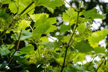 Asma yaprağı ve üzüm.