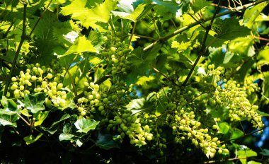 Asma yaprağı ve üzüm.