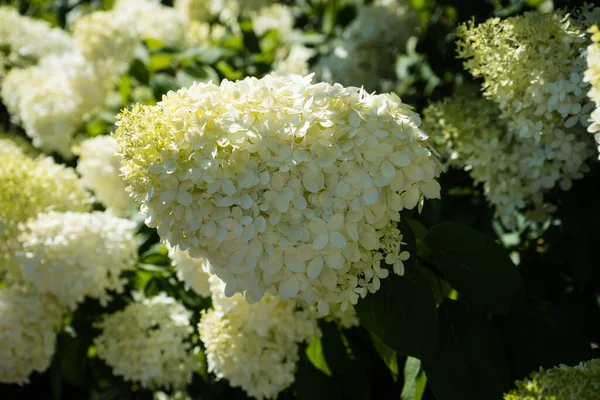 Romantik Ortensiya Çiçeği Ortanca — Stok fotoğraf