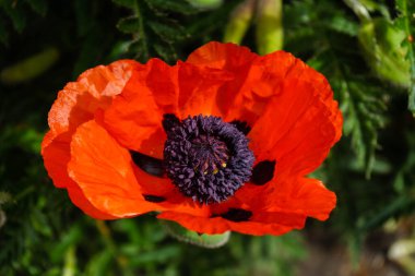 Gelincik çiçeğinin yaprakları ve polenleri