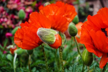 Gelincik çiçeğinin yaprakları ve polenleri