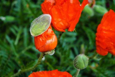 Gelincik çiçeğinin yaprakları ve polenleri