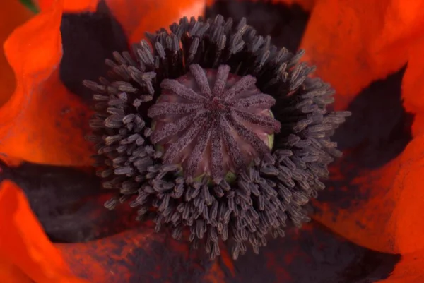 Blätter Und Pollen Der Mohnblume — Stockfoto