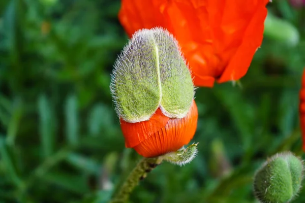 Листья Пыльца Макового Цветка — стоковое фото
