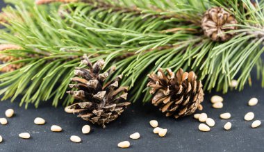 Sedir konileri ve zeytin ağacında fındıklar