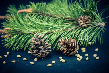 Sedir konileri ve zeytin ağacında fındıklar