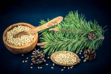 Sedir konileri ve zeytin ağacında fındıklar